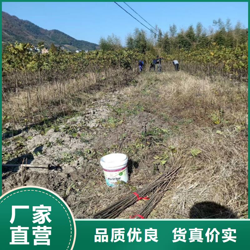 碧根果板栗苗高品质诚信厂家当地生产厂家