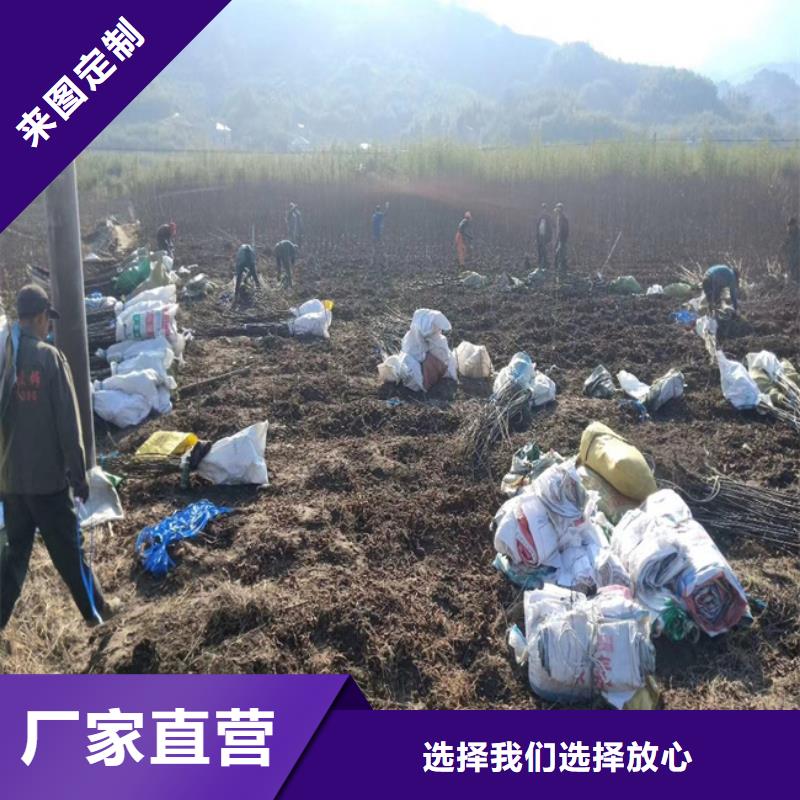 【碧根果】苹果苗做工精细诚信经营现货现发