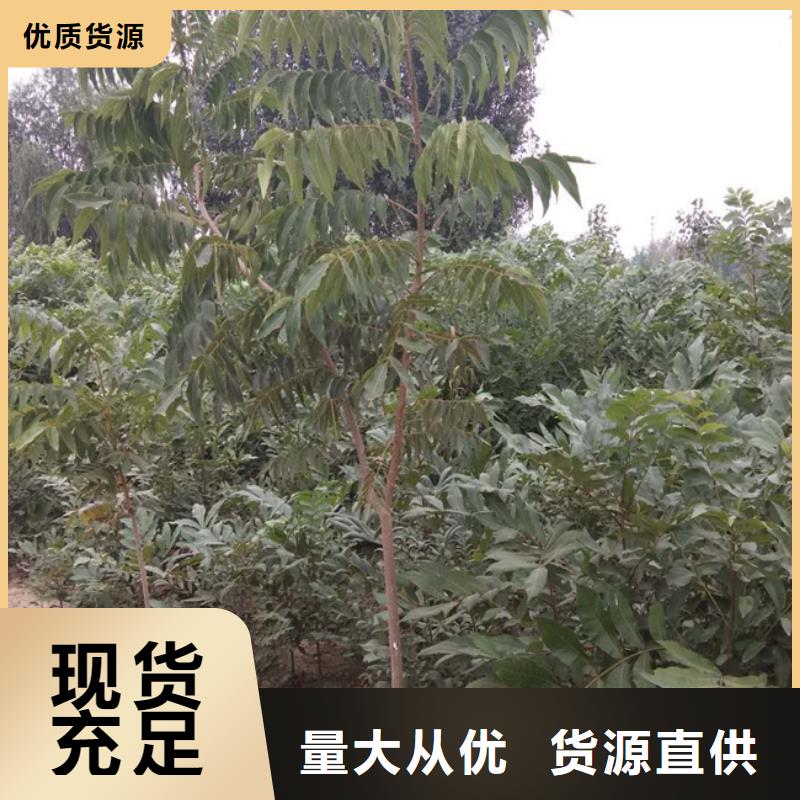 【碧根果】_【蓝莓苗】供您所需当地厂家