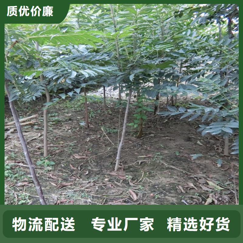 香椿-樱桃苗现货交易质优价廉