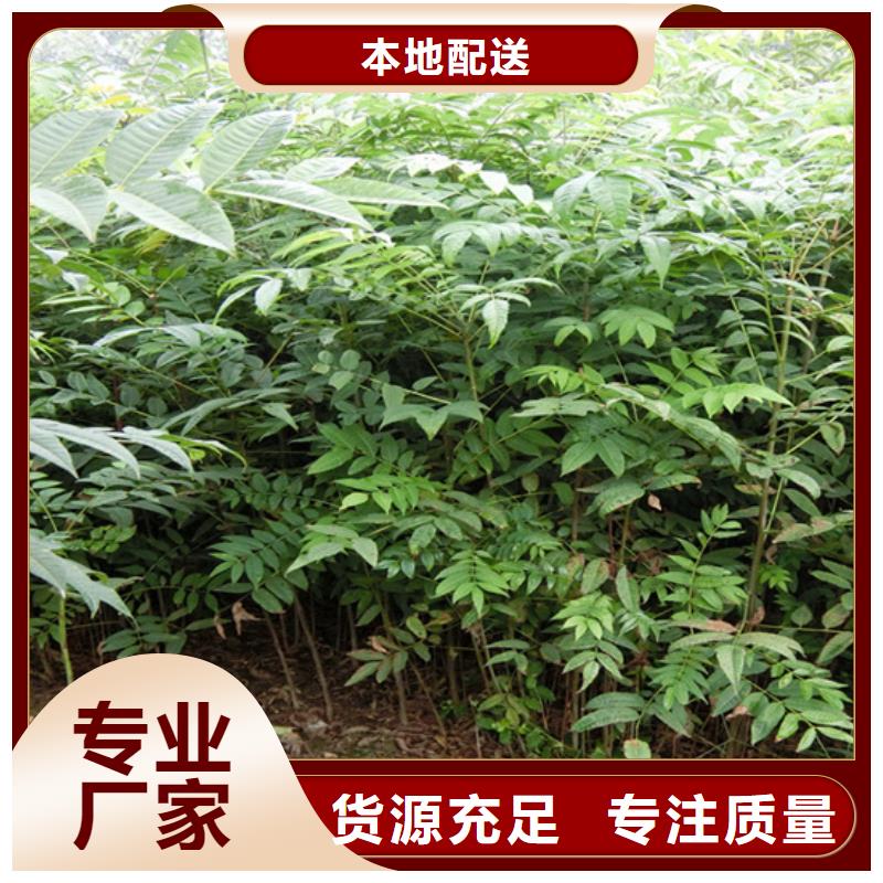 香椿板栗苗经久耐用来图定制量大从优