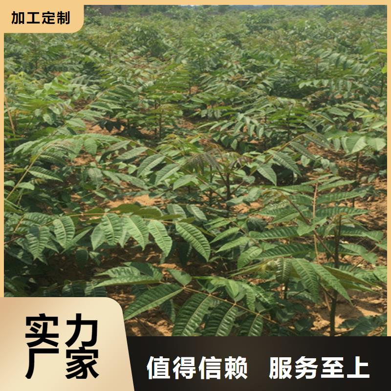 香椿樱桃苗源厂直接供货适用场景