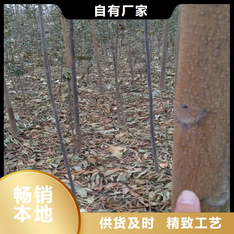 香椿樱桃苗支持货到付清多种规格供您选择