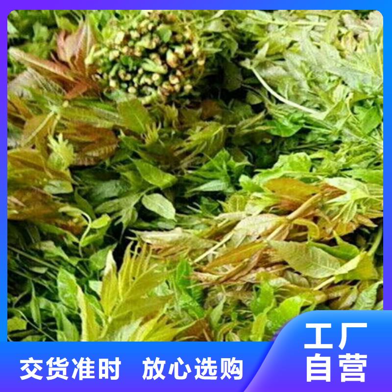 【香椿】,嘎啦苹果工厂现货供应把实惠留给您