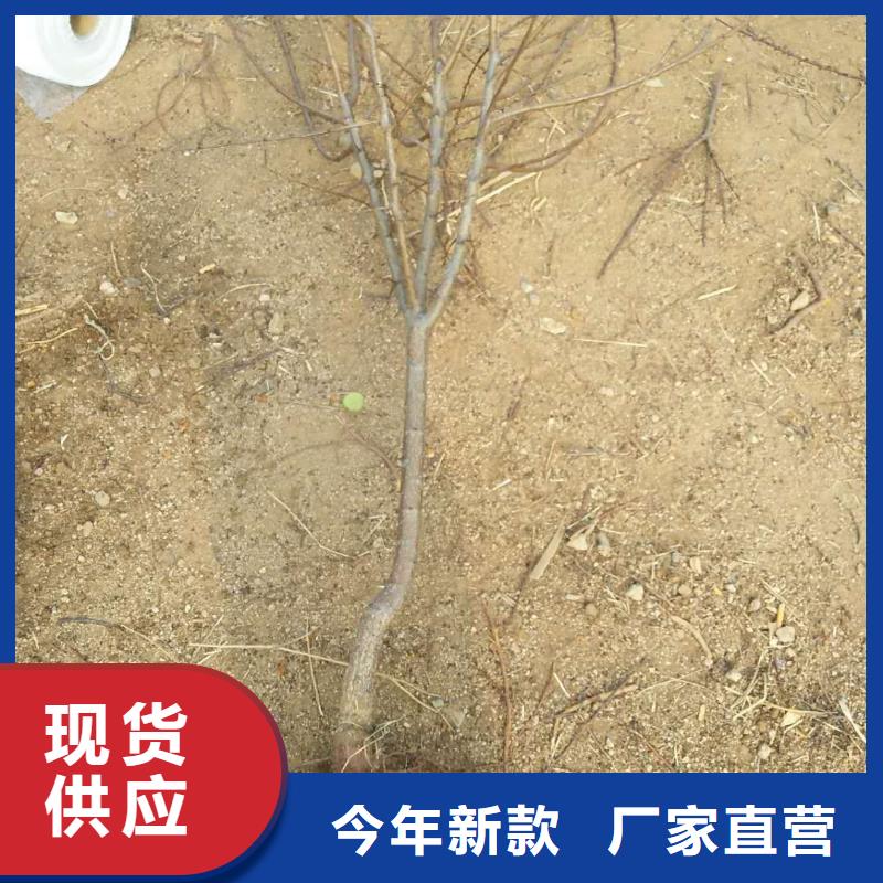 杏-无花果苗一个起售厂家大量现货