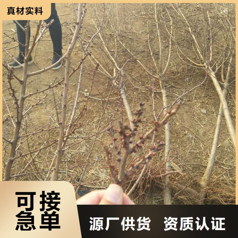 杏桃树苗用心做好细节当地经销商