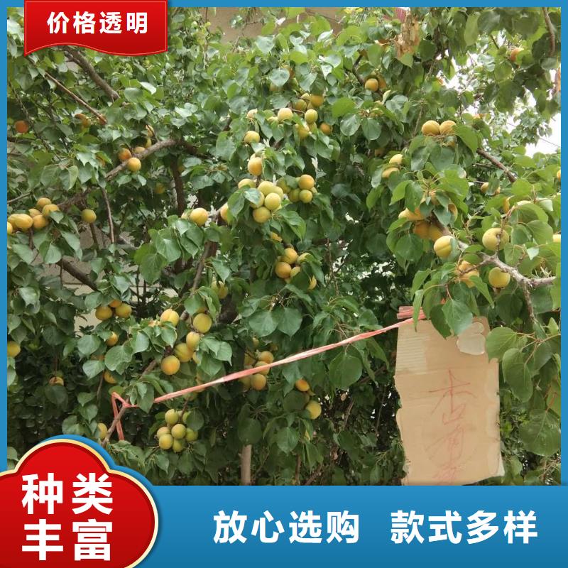 杏苹果苗厂家直销值得选择同城公司