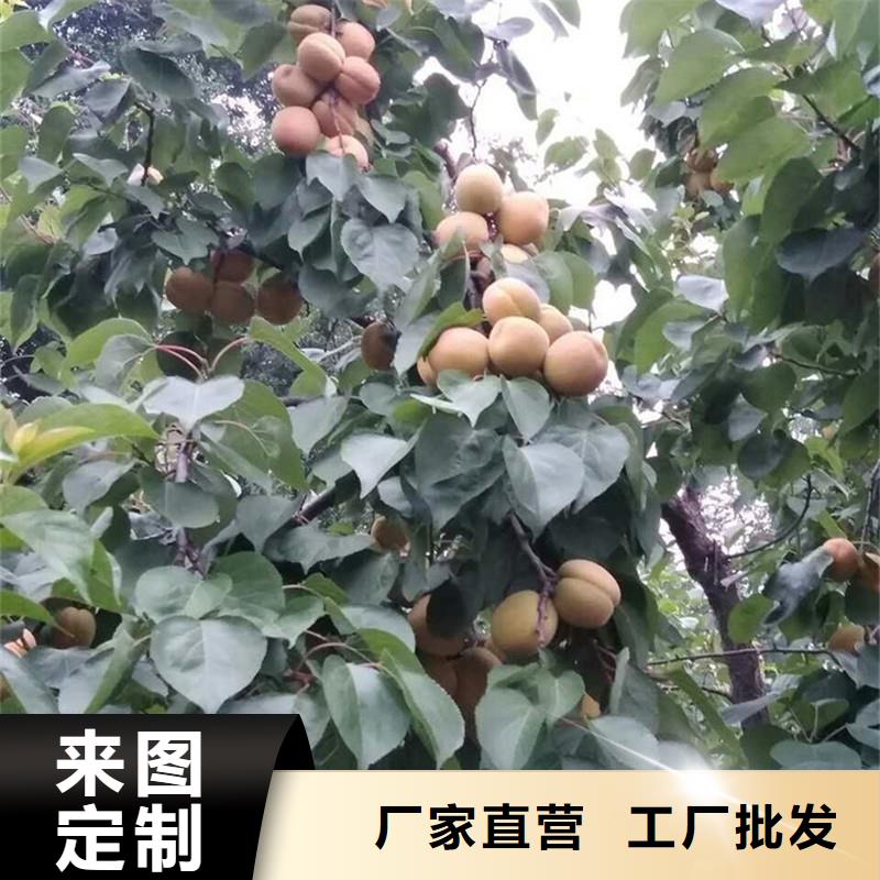 杏_苹果苗可接急单工厂采购