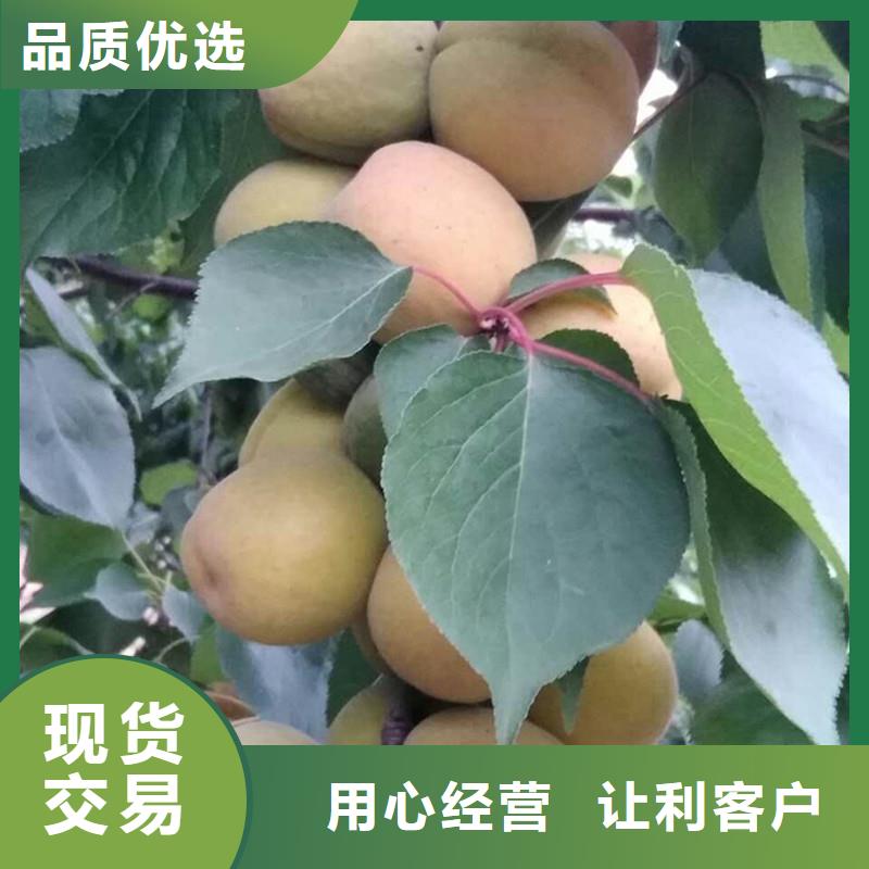 【杏西瓜番石榴苗厂家规格全】真实拍摄品质可靠