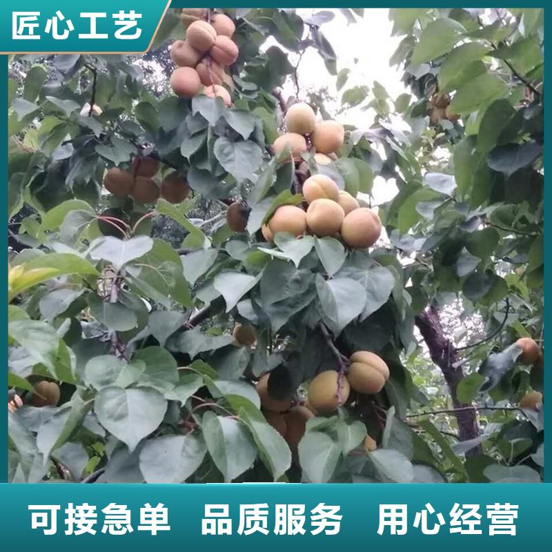 杏_苹果苗现货供应现货充足量大优惠