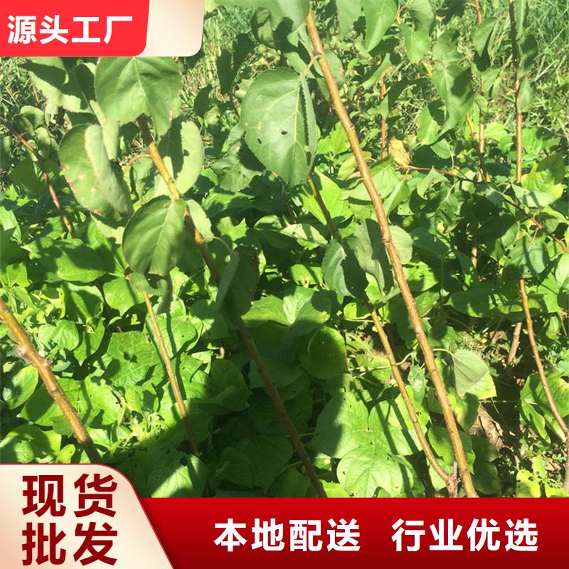 【杏蓝莓苗用的放心】精致工艺