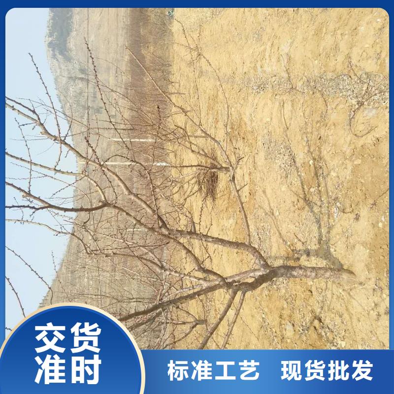 杏苹果苗品质服务诚信为本敢与同行比质量