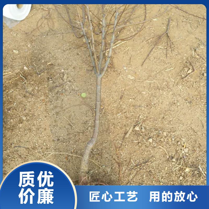 杏-樱桃苗源头工厂购买的是放心