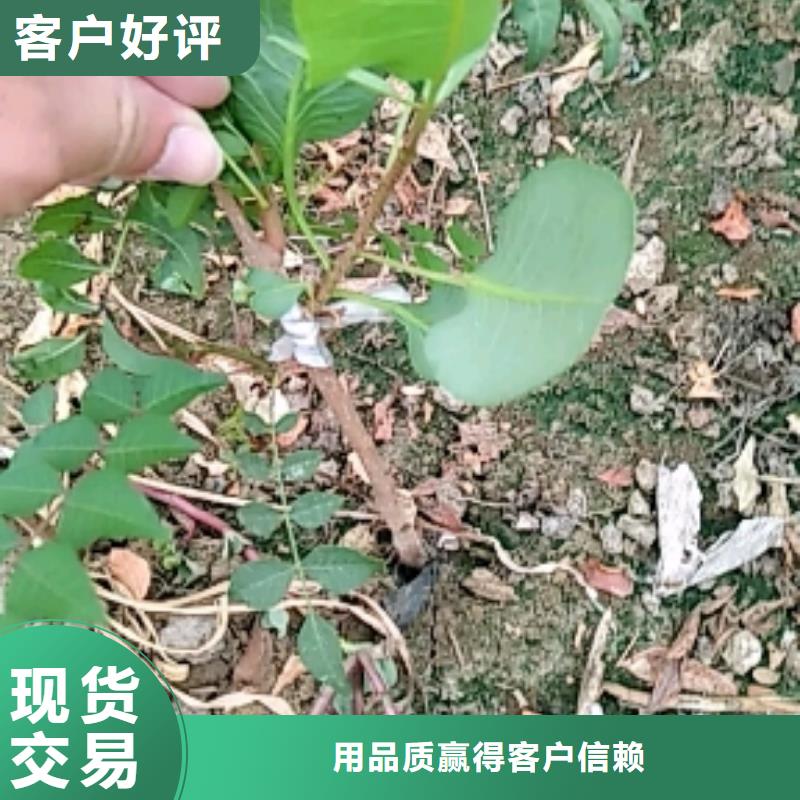 【开心果】樱桃苗高性价比应用广泛