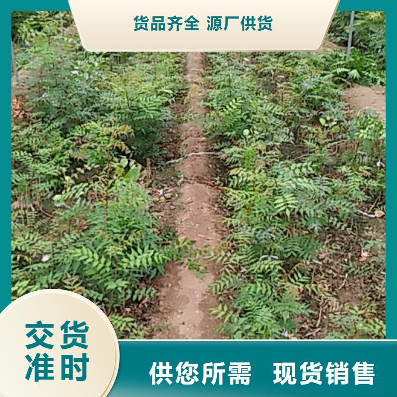 开心果,梨树苗现货供应本地货源