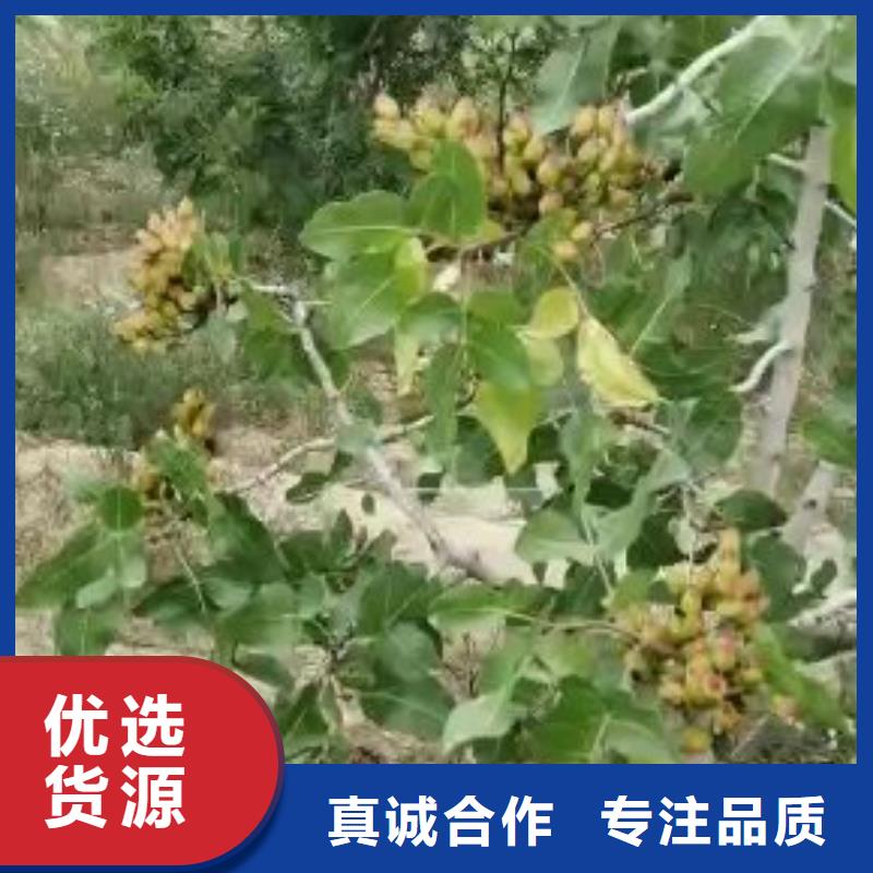 开心果桃树苗加工定制本地货源