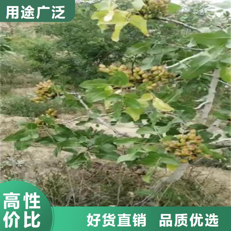 开心果苹果苗生产加工严选材质