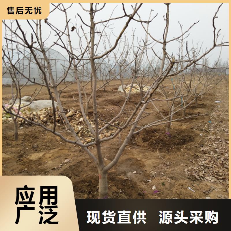 开心果【猕猴桃苗】价格地道当地公司