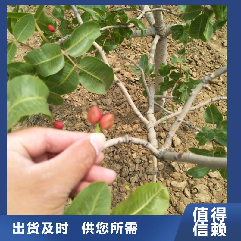 【开心果】苹果苗高性价比供您所需