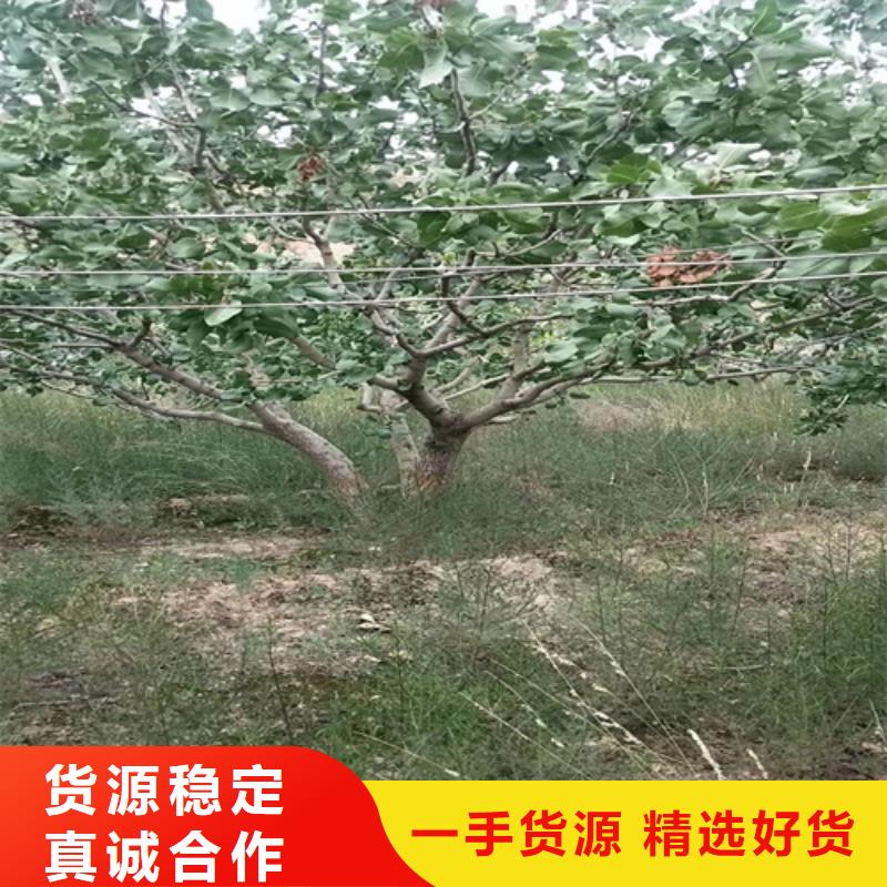 开心果无花果苗自产自销本地公司