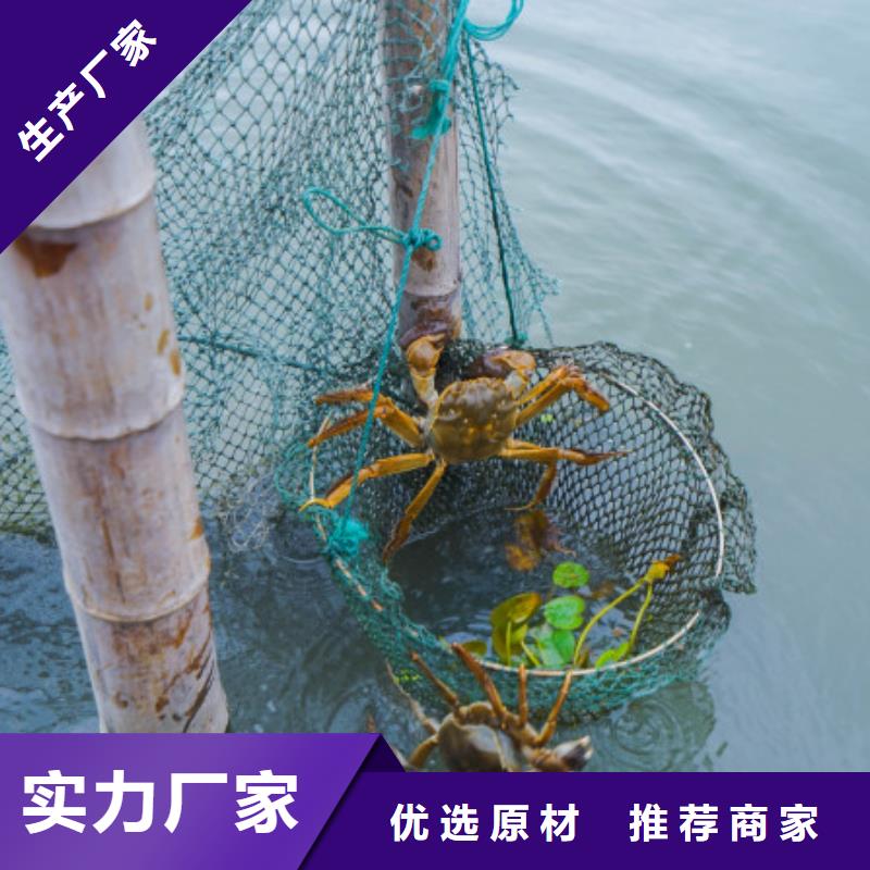 阳澄湖大闸蟹几两吃包邮品质可靠
