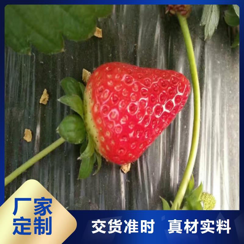 草莓苗【桃树苗】追求细节品质厂家批发价