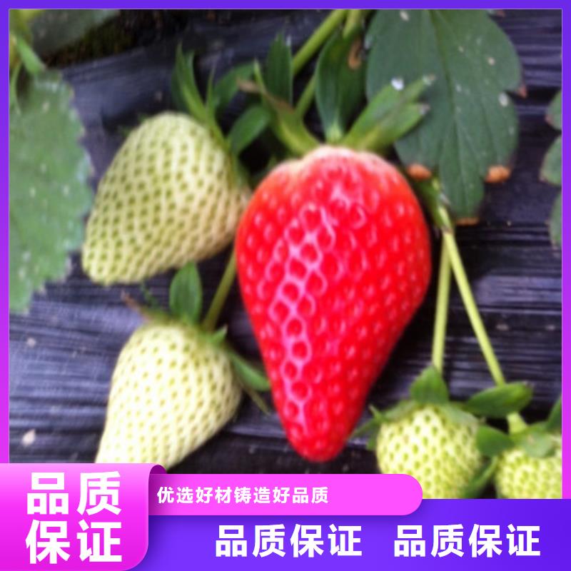 【草莓苗桃树苗应用范围广泛】同城生产商