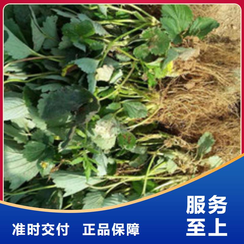 草莓苗【大棚草莓苗】工厂价格匠心制造