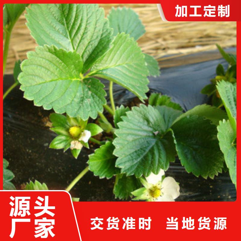 草莓苗夏黑葡萄苗厂家十分靠谱同城货源