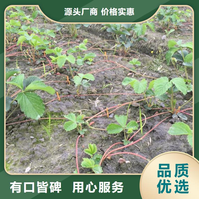 【草莓苗-梨树苗批发价格】附近货源