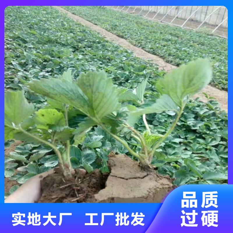 【草莓苗】大棚草莓苗源头工厂同城厂家