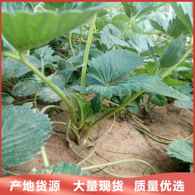 草莓苗苹果苗现货销售保障产品质量