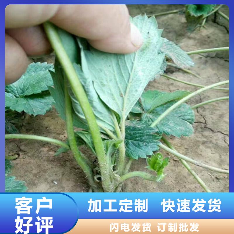 草莓苗苹果苗支持大批量采购工厂认证