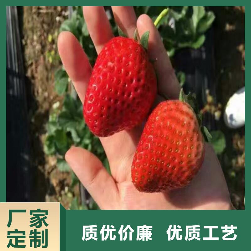 草莓苗葡萄苗高性价比货源足质量好