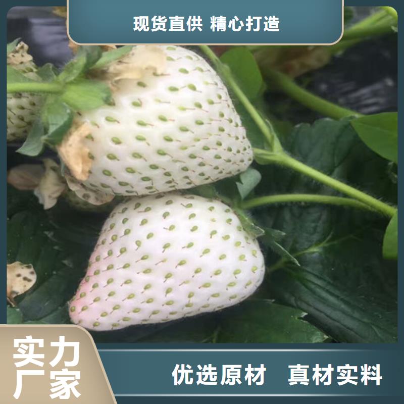 草莓苗蜂糖李子树苗买的放心安兴用的舒心实力优品