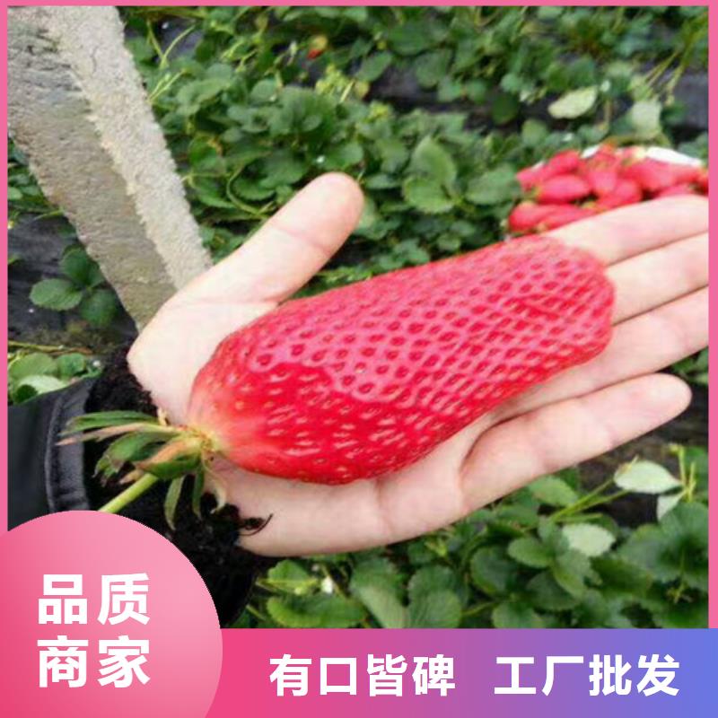 草莓苗,红肉西梅标准工艺同城公司