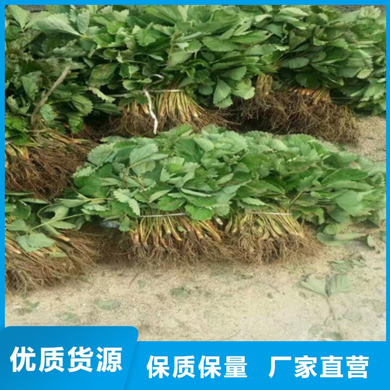 草莓苗板栗苗定制销售售后为一体应用范围广泛