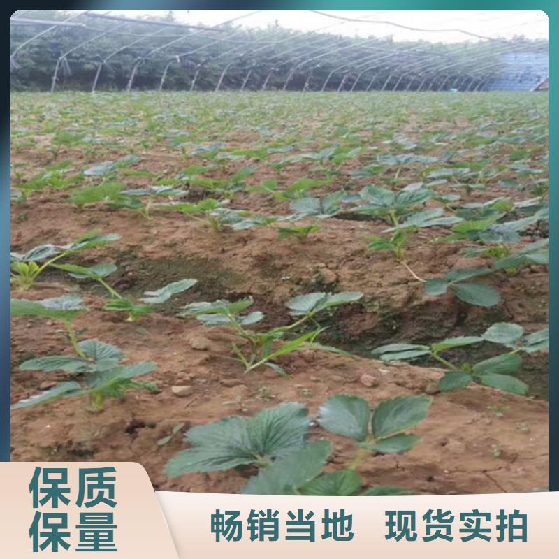 草莓苗黄金苹果树苗基地经销商质量安心