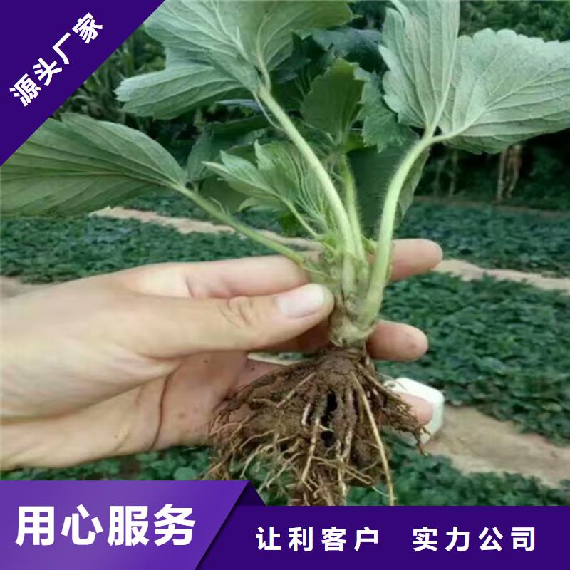 【草莓苗】_草莓苗价格现货销售源头厂商