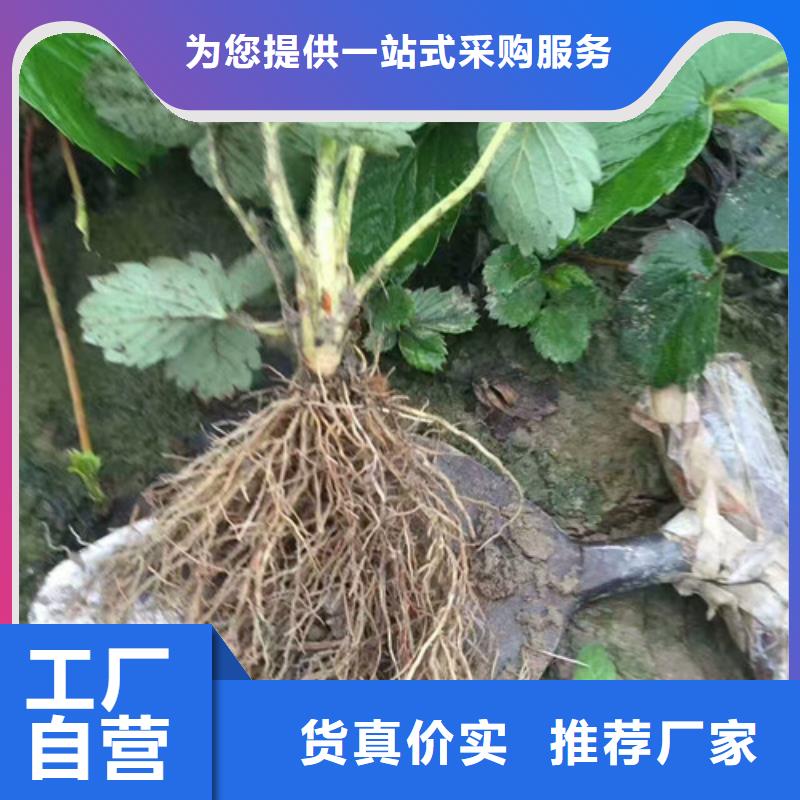 【草莓苗】苹果苗基地产地批发欢迎来电询价