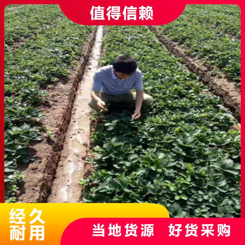 【草莓苗】果树苗精工制作随心所欲定制