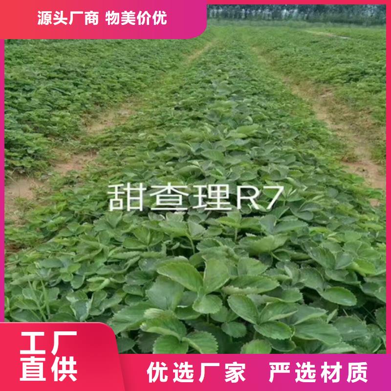 草莓苗果树苗批发基地价格有优势当地厂家