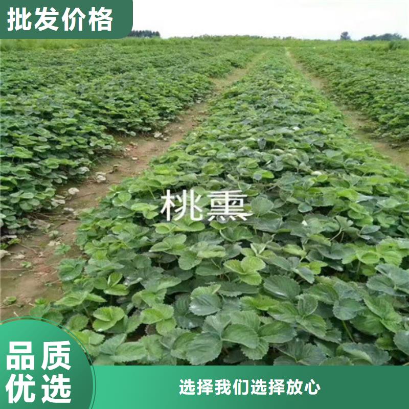 ​【草莓苗草莓苗价格批发价格】工程施工案例