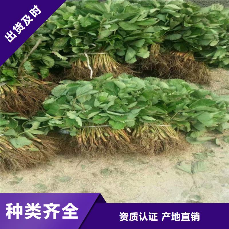 草莓苗葡萄苗基地供应商实体厂家大量现货