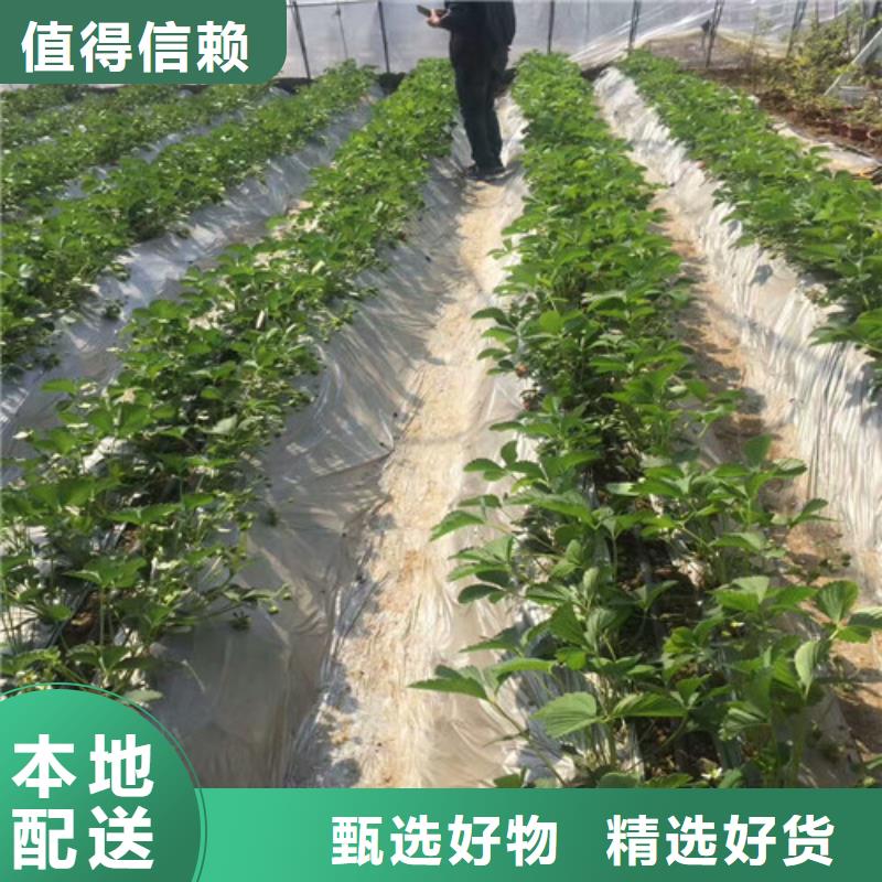 草莓苗苹果苗以质量求生存当地供应商