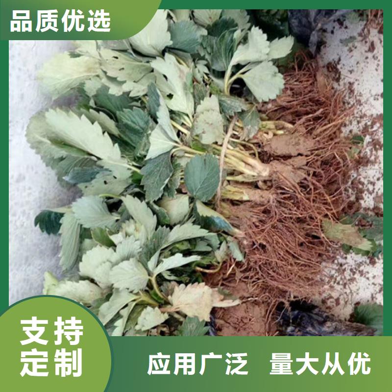 【草莓苗大棚草莓苗品质优选】一手货源