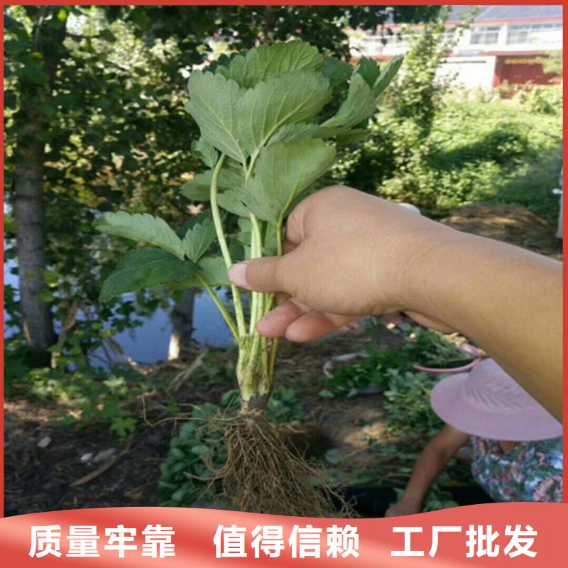 草莓苗苹果苗基地质量好诚信经营现货现发