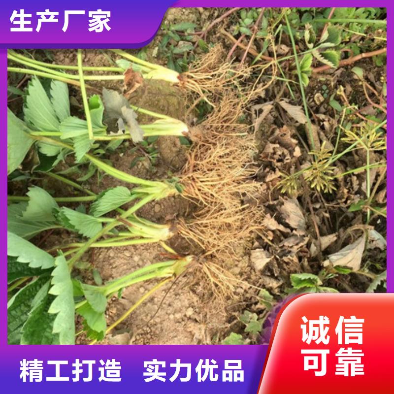 【草莓苗黄桃树苗真正的源头厂家】海量现货