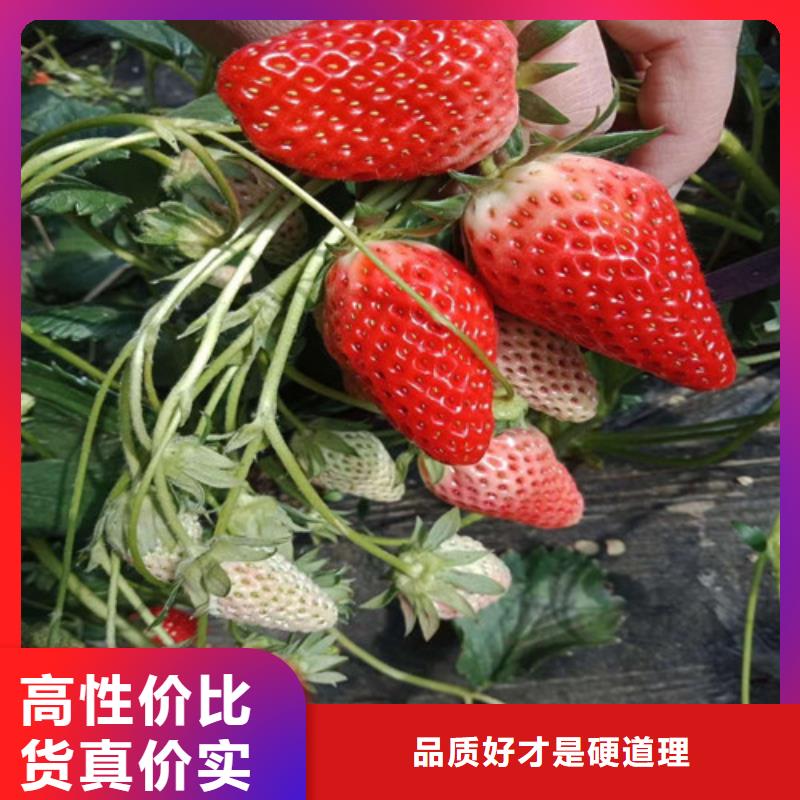 草莓苗樱桃苗源头厂家量大价优优选原材