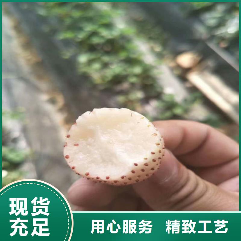 草莓苗大棚草莓苗匠心打造严格把控质量